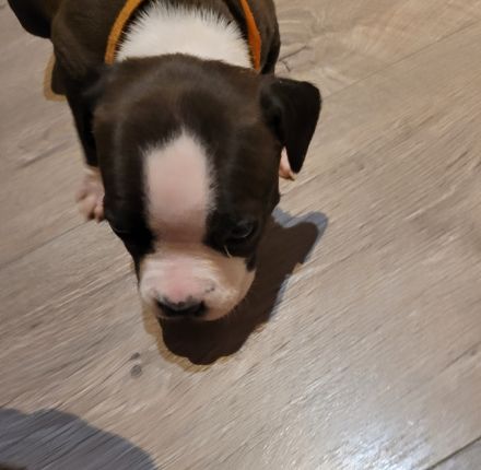 American staffordshire terrier welpe