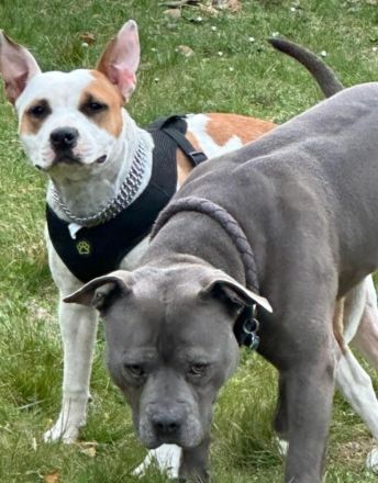 American staffordshire terrier welpe