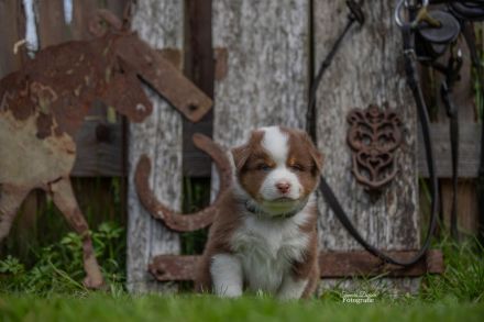 Australian Shepherd Welpen Rüden