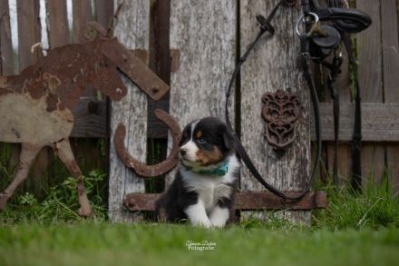 Australian Shepherd Welpen Rüden