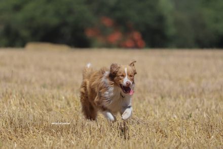 Australian Shepherd Welpen Rüden