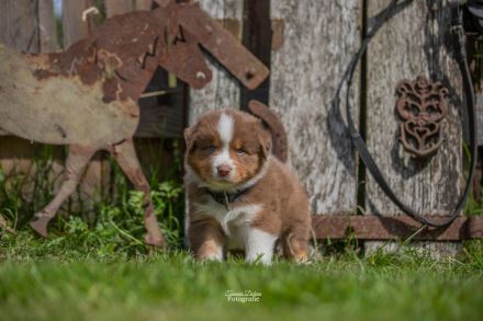 Australian Shepherd Welpen Rüden