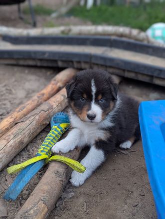 Australian Shepherd Welpen Rüden