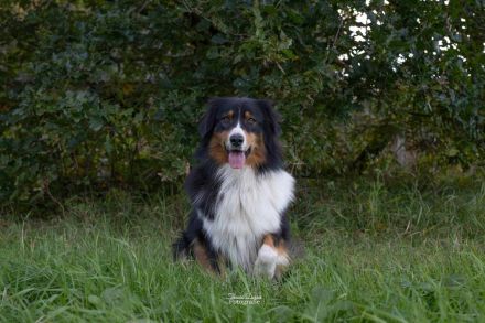 Australian Shepherd Welpen Rüden
