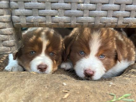 Australian Shepherd Welpen Rüden