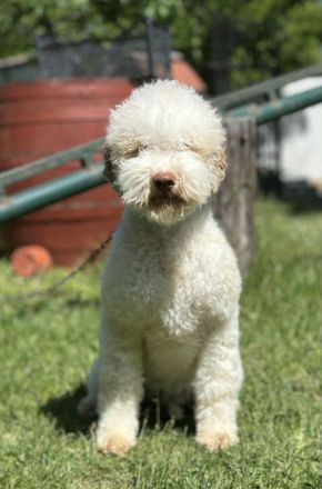 Lagotto Romagnolo female 1 year old adorable puppy