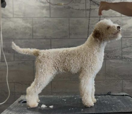 Lagotto Romagnolo female 1 year old adorable puppy
