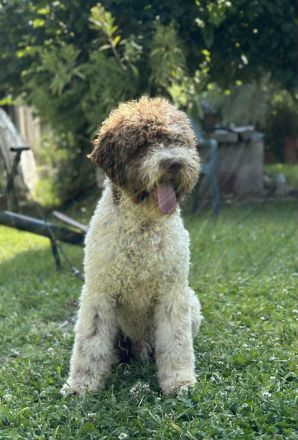 Lagotto Romagnolo 9 months old MALE for SALE