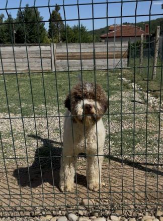 Lagotto Romagnolo 9 months old MALE for SALE
