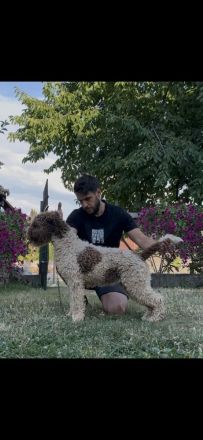 Lagotto Romagnolo 9 months old MALE for SALE