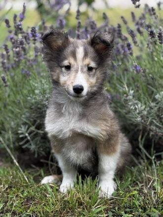 Shetland Sheepdog ( Sheltie ) Welpen , kleine Kobolde suchen dich !