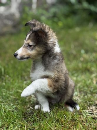 Shetland Sheepdog ( Sheltie ) Welpen , kleine Kobolde suchen dich !