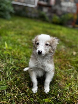 Shetland Sheepdog ( Sheltie ) Welpen , kleine Kobolde suchen dich !