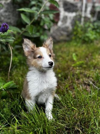 Shetland Sheepdog ( Sheltie ) Welpen , kleine Kobolde suchen dich !