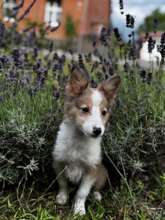 Shetland Sheepdog ( Sheltie ) Welpen , kleine Kobolde suchen dich !