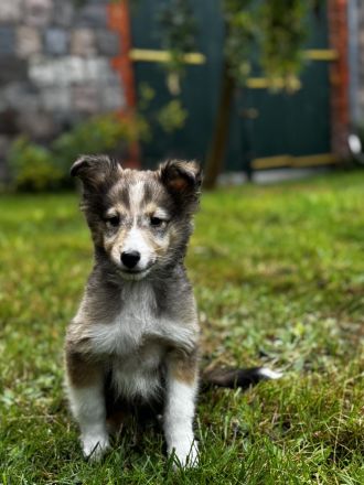 Shetland Sheepdog ( Sheltie ) Welpen , kleine Kobolde suchen dich !