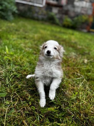 Shetland Sheepdog ( Sheltie ) Welpen , kleine Kobolde suchen dich !