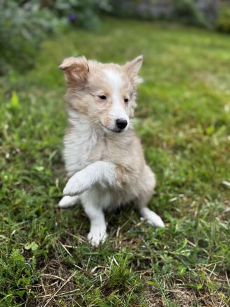 Shetland Sheepdog ( Sheltie ) Welpen , kleine Kobolde suchen dich !