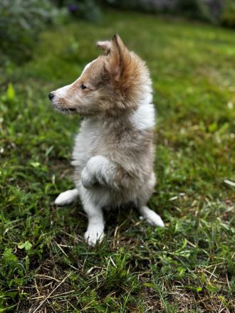 Shetland Sheepdog ( Sheltie ) Welpen , kleine Kobolde suchen dich !