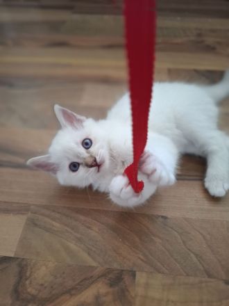 Drei kleine Räuber suchen ein liebevolles neues Zuhause !