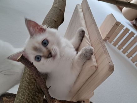 Drei kleine Räuber suchen ein liebevolles neues Zuhause !