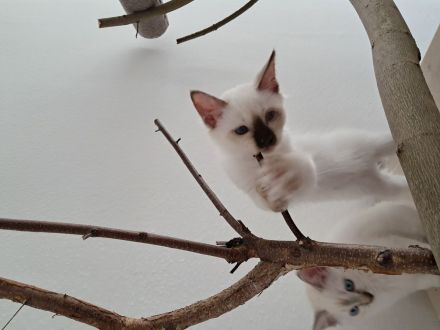 Drei kleine Räuber suchen ein liebevolles neues Zuhause !