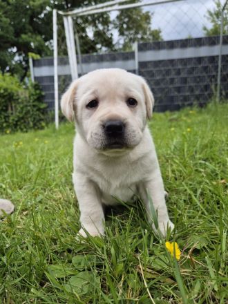 Labrador Welpen