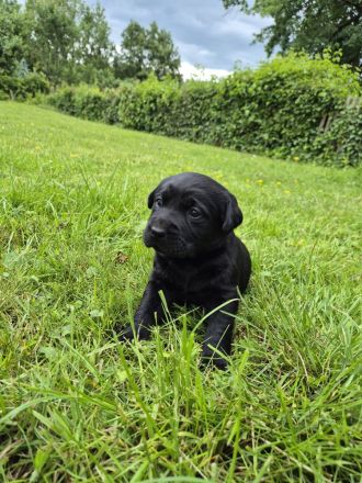 Labrador Welpen