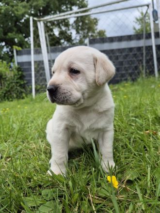 Labrador Welpen
