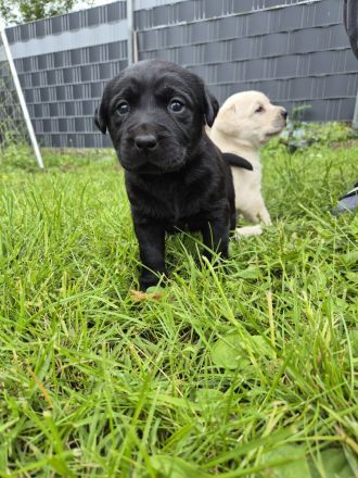 Labrador Welpen