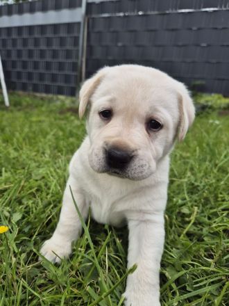 Labrador Welpen