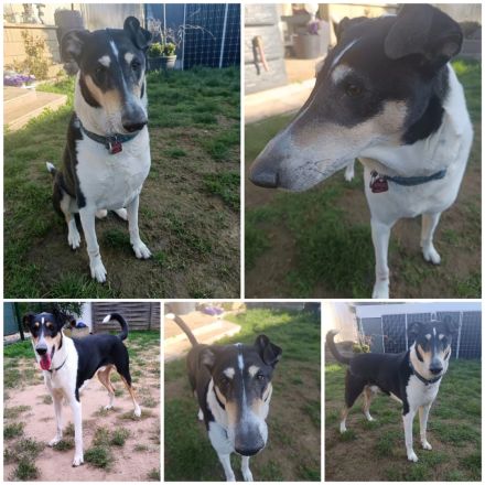 Kurzhaarcollie Rüde sucht neues zu Hause