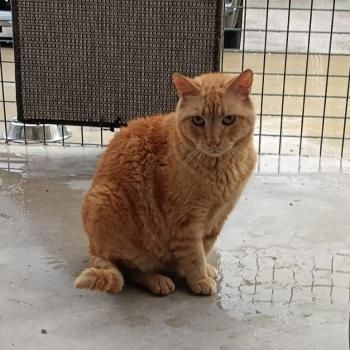 Jaimito, FIV positiv