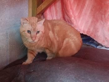 Jaimito, FIV positiv