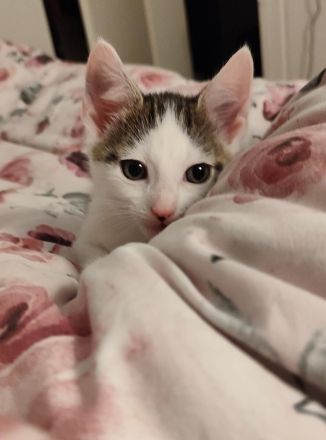 Maikitten suchen liebevolles Zuhause