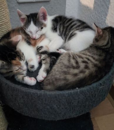 Maikitten suchen liebevolles Zuhause