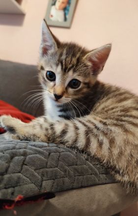 Maikitten suchen liebevolles Zuhause