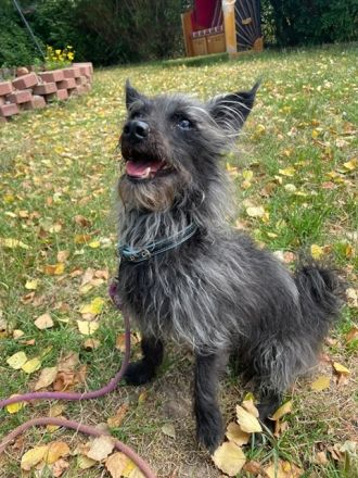 Stitch, Pomeranien-Mix, geb. 2015, su.erfahrenes Zuhause