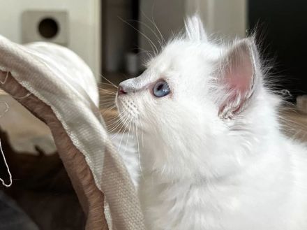 Birma - Katerbaby ( weiß / blauäugig ) sucht liebevolles Zuhause