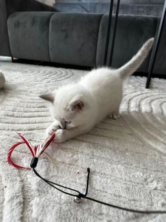 Birma - Katerbaby ( weiß / blauäugig ) sucht liebevolles Zuhause