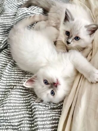 Birma - Katerbaby ( weiß / blauäugig ) sucht liebevolles Zuhause