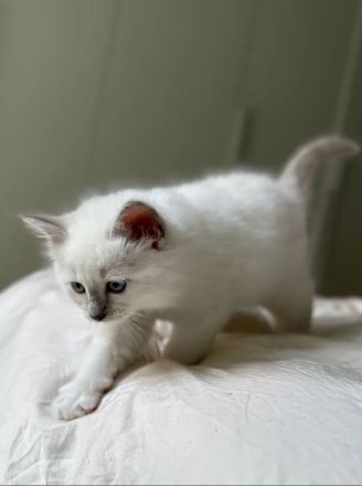 Birma - Katerbaby ( weiß / blauäugig ) sucht liebevolles Zuhause