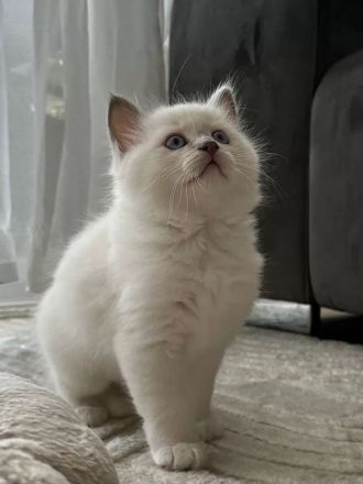 Birma - Katerbaby ( weiß / blauäugig ) sucht liebevolles Zuhause