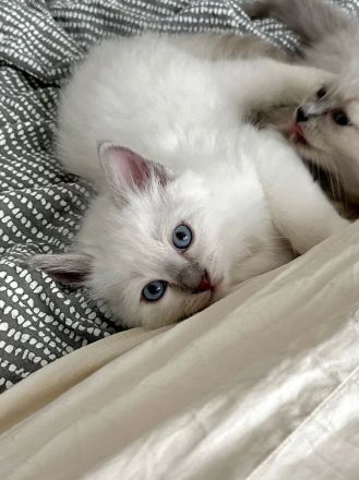 Birma - Katerbaby ( weiß / blauäugig ) sucht liebevolles Zuhause