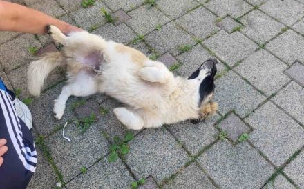 Wollknäuel Gustl sucht seine Familie