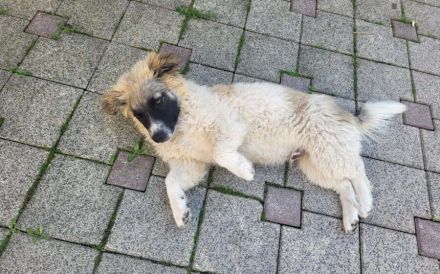 Wollknäuel Gustl sucht seine Familie