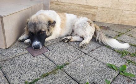 Wollknäuel Gustl sucht seine Familie