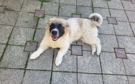 Wollknäuel Gustl sucht seine Familie