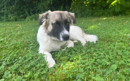 Wollknäuel Gustl sucht seine Familie