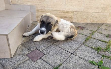 Wollknäuel Gustl sucht seine Familie